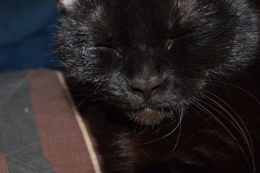 Волосинка к волосинке