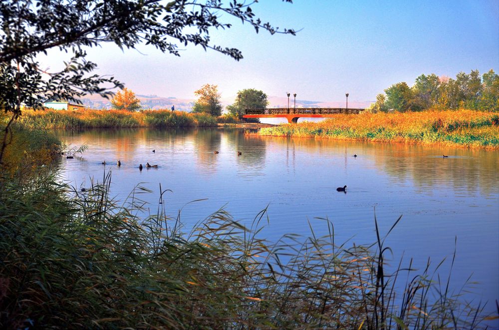 Утиная заводь.