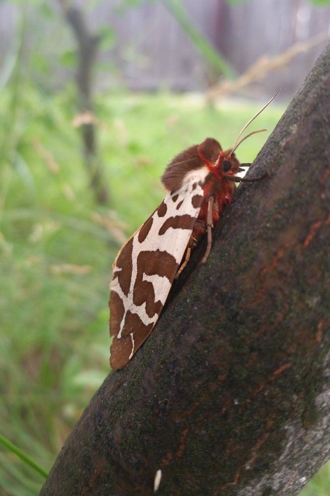 Ночная бабочка Медведица Кайя