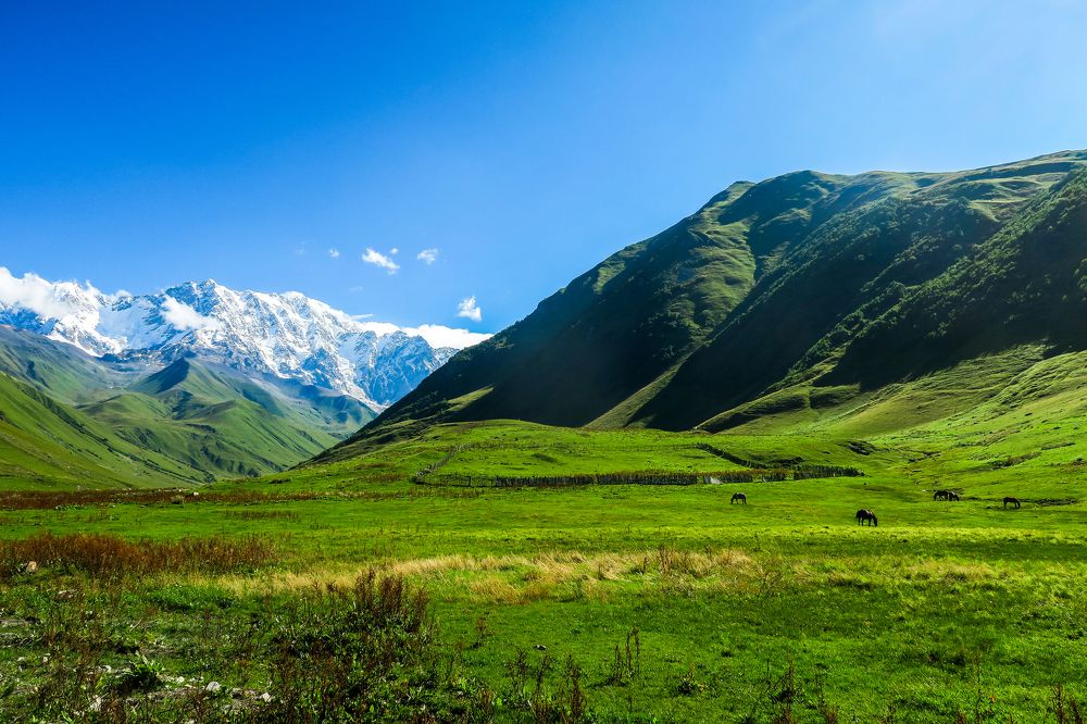 Горные луга