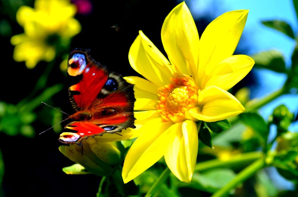 Принцесса !!!