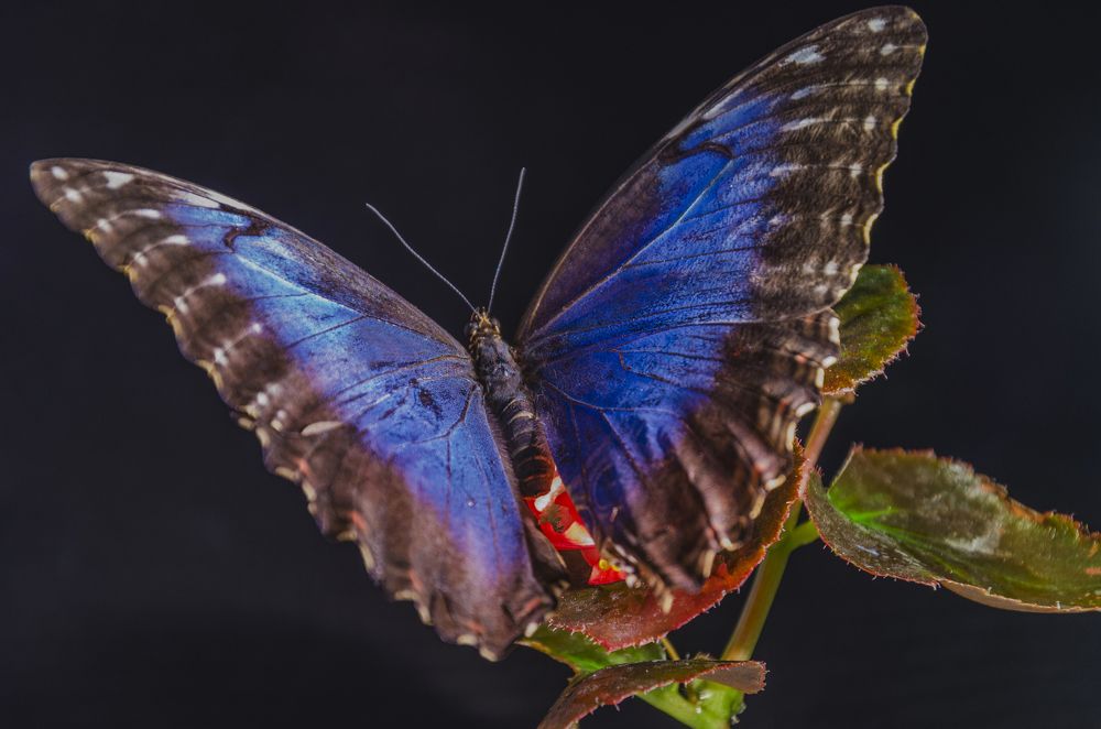 Morpho peleides