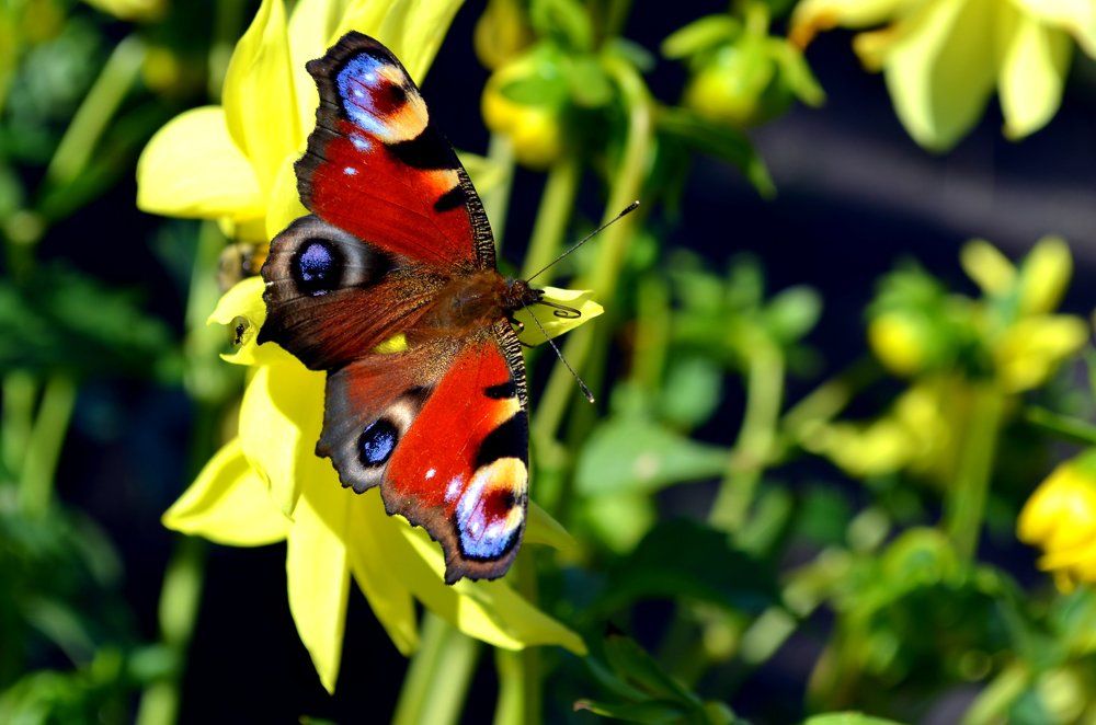 Принцесса !!!