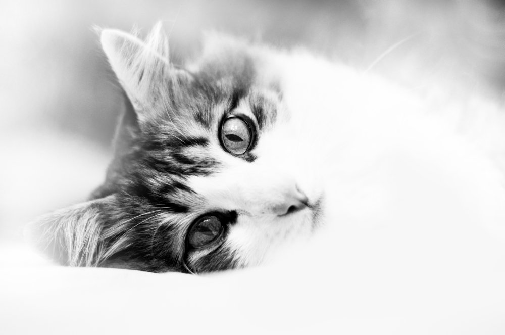 Photograph by Александр Ермоленко