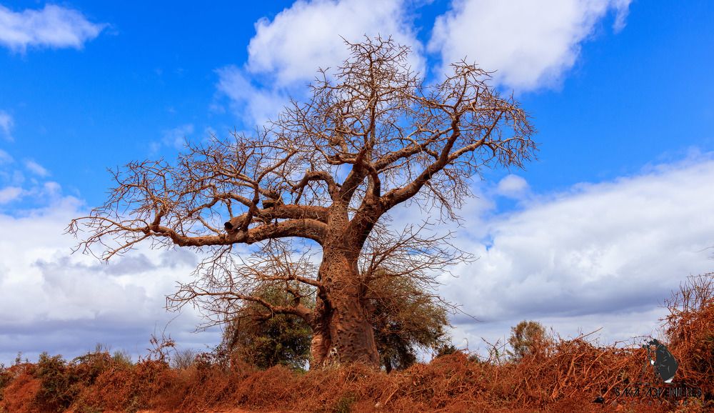 the lonely boabab tree