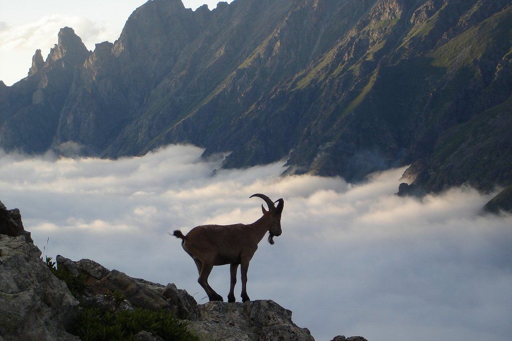 Очарованный