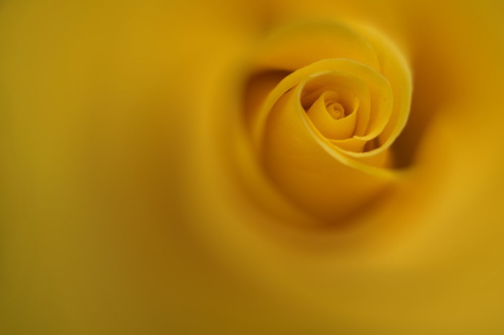 Yellow rose