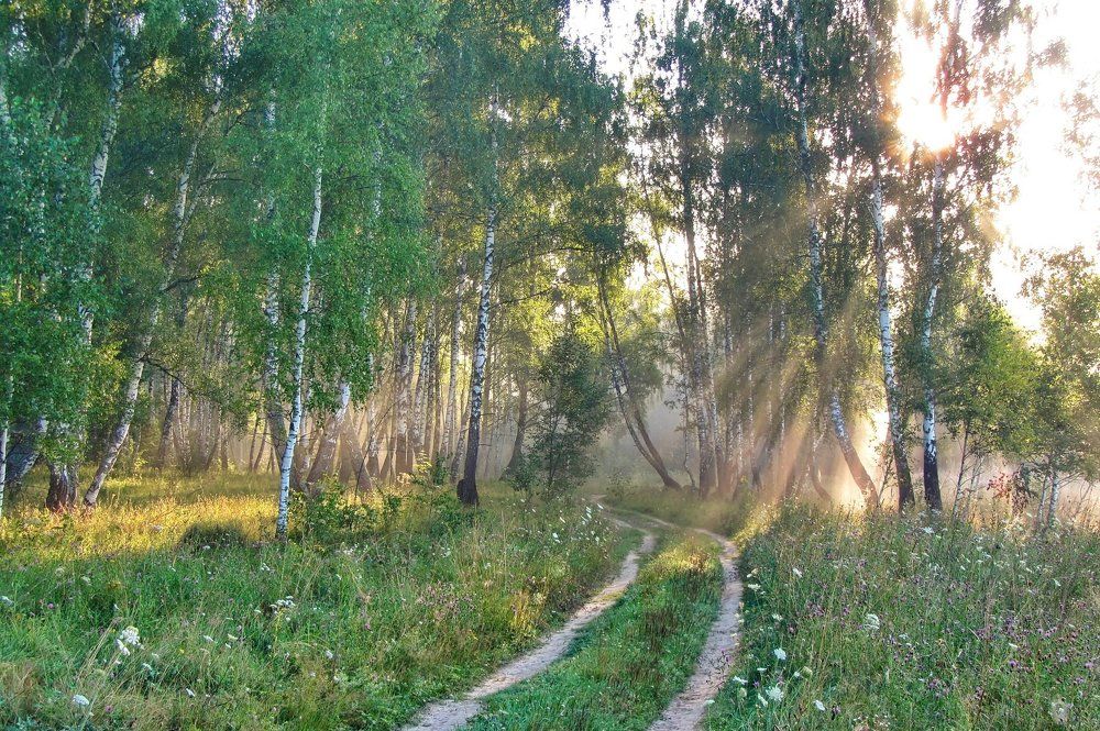Утро в березовой роще
