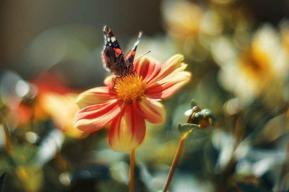 Воздушная душа