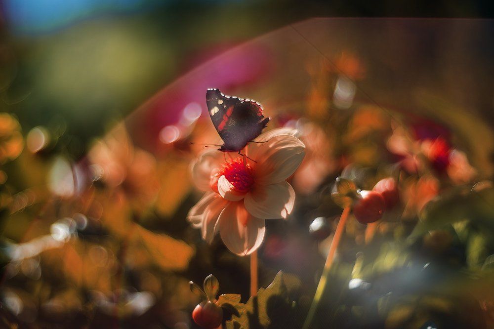 Яркий ангел