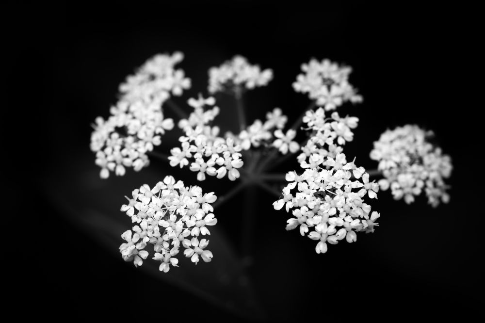 Многоцветик