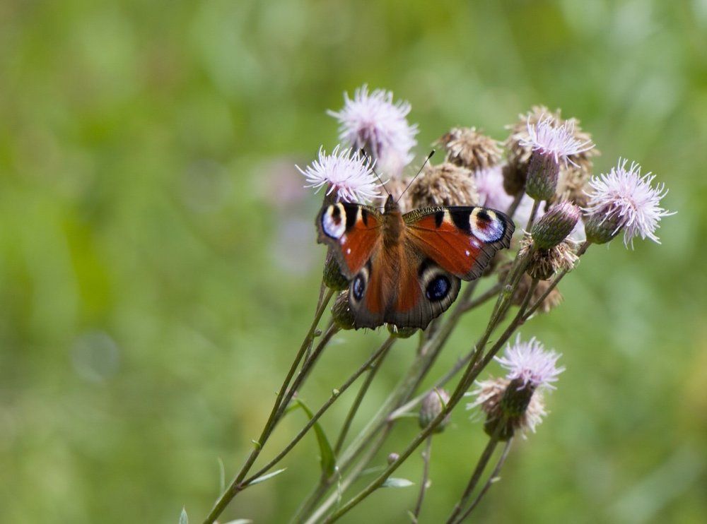 Photograph by Евгения