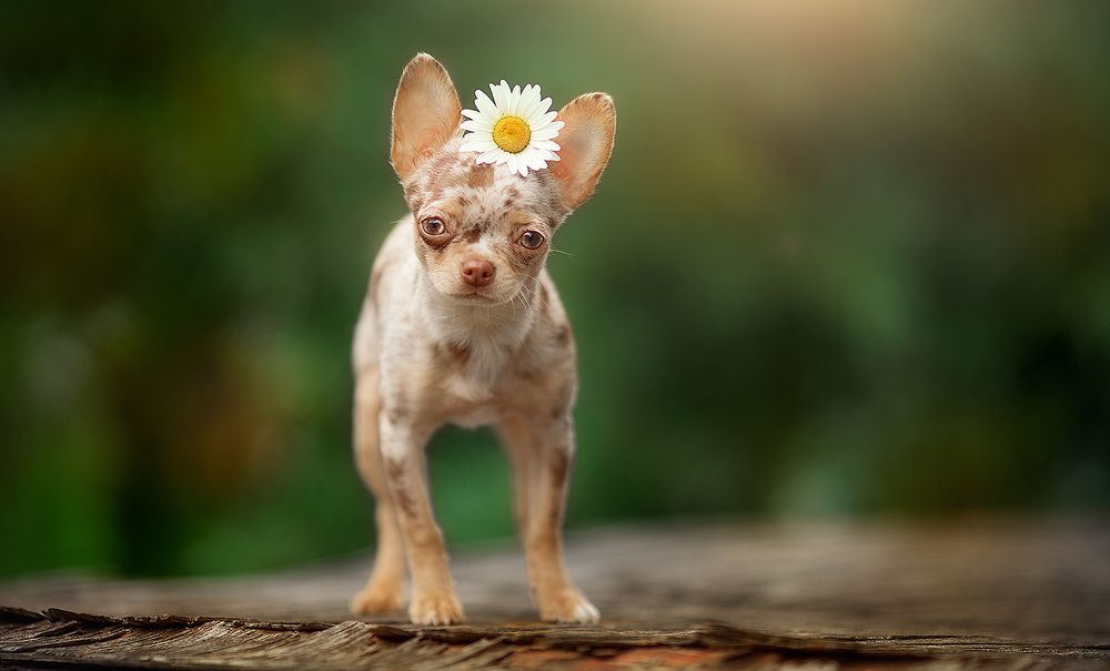 Маленькая кокетка