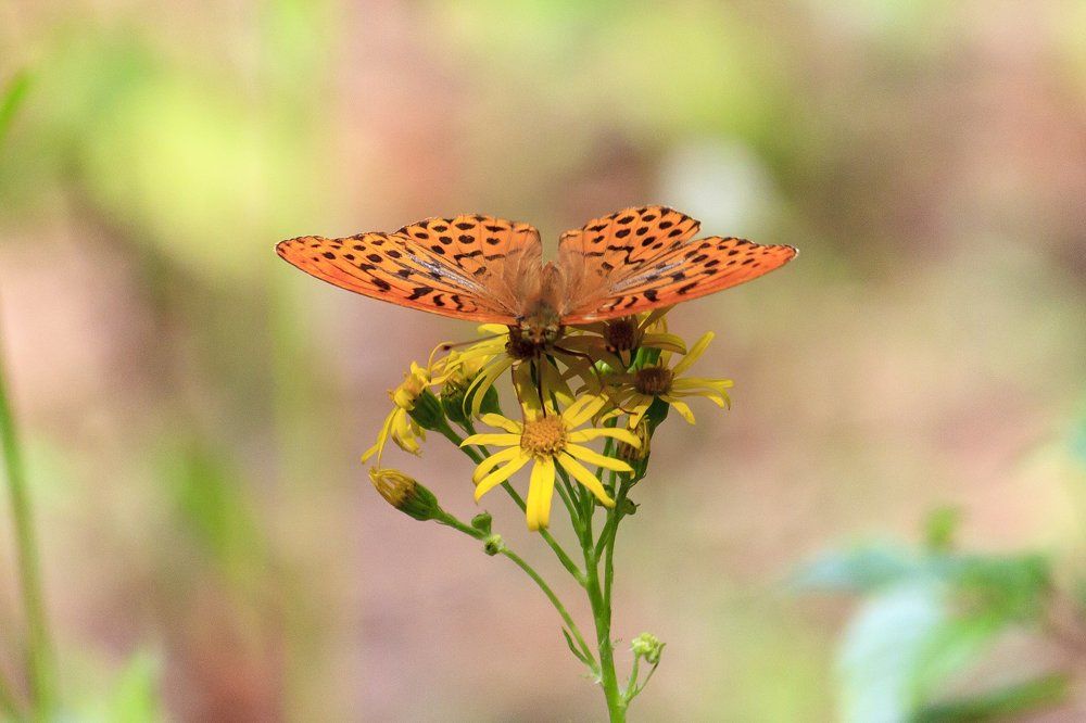 Перламутровка
