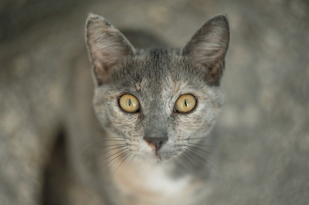 Портрет незваного гостя