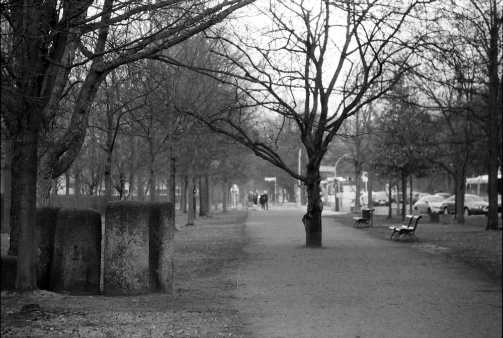 Berlin, a tree in the path