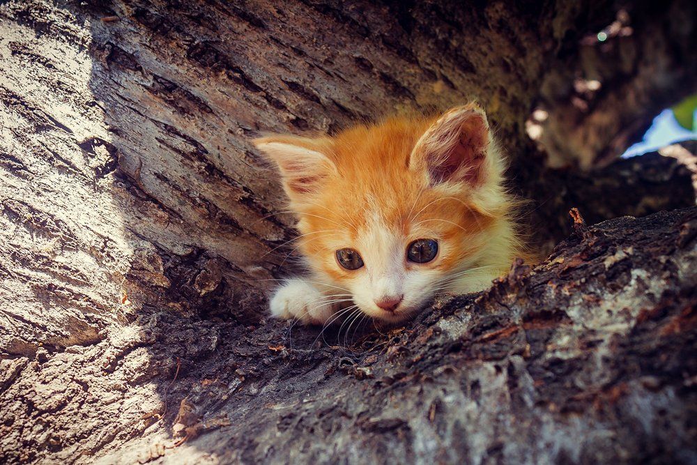 Photograph by niksnaksnikolos