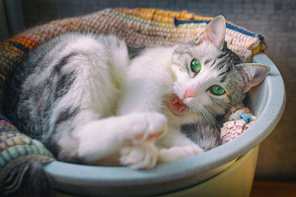 Ну давай поиграем....