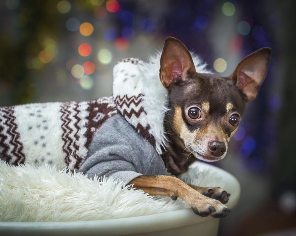 Собачий Новый год