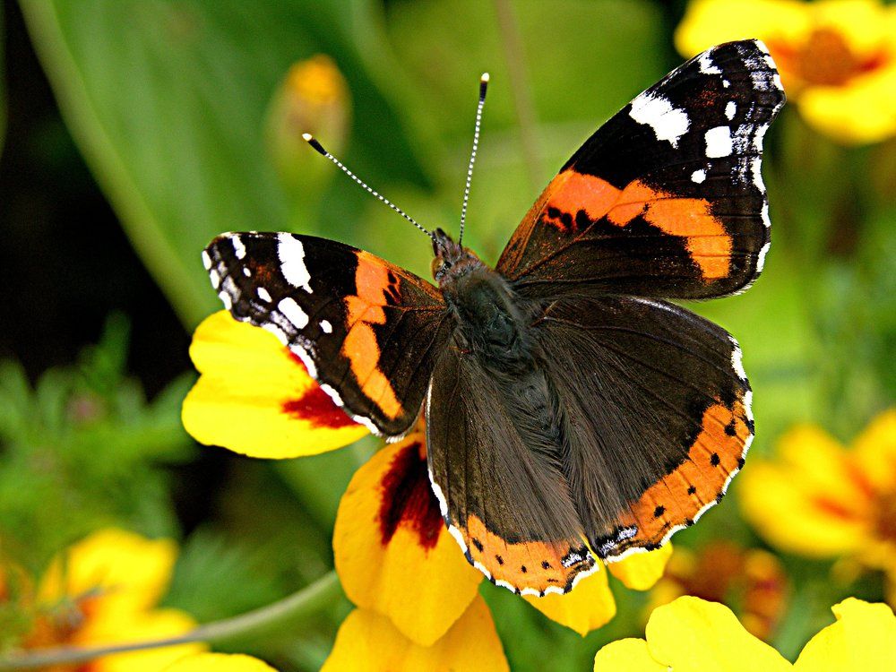 К взлету готова !