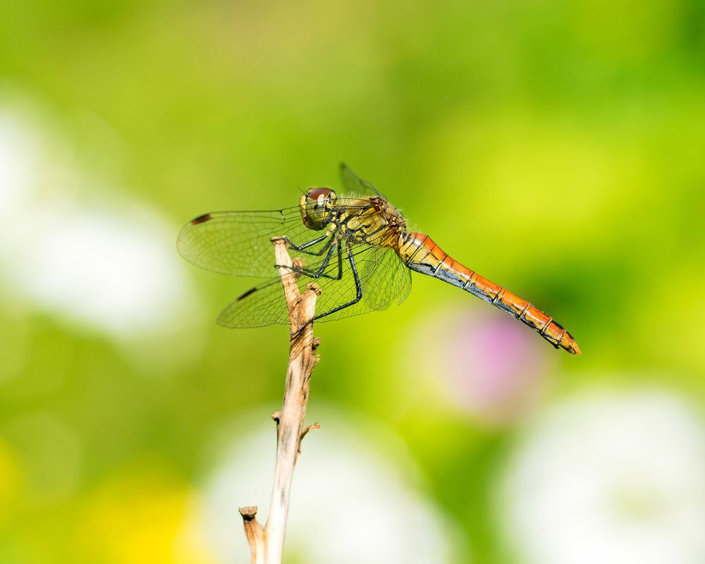 Photograph by Никанорова Ольга