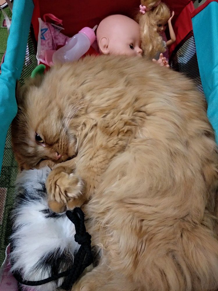 Самый сладкий сон