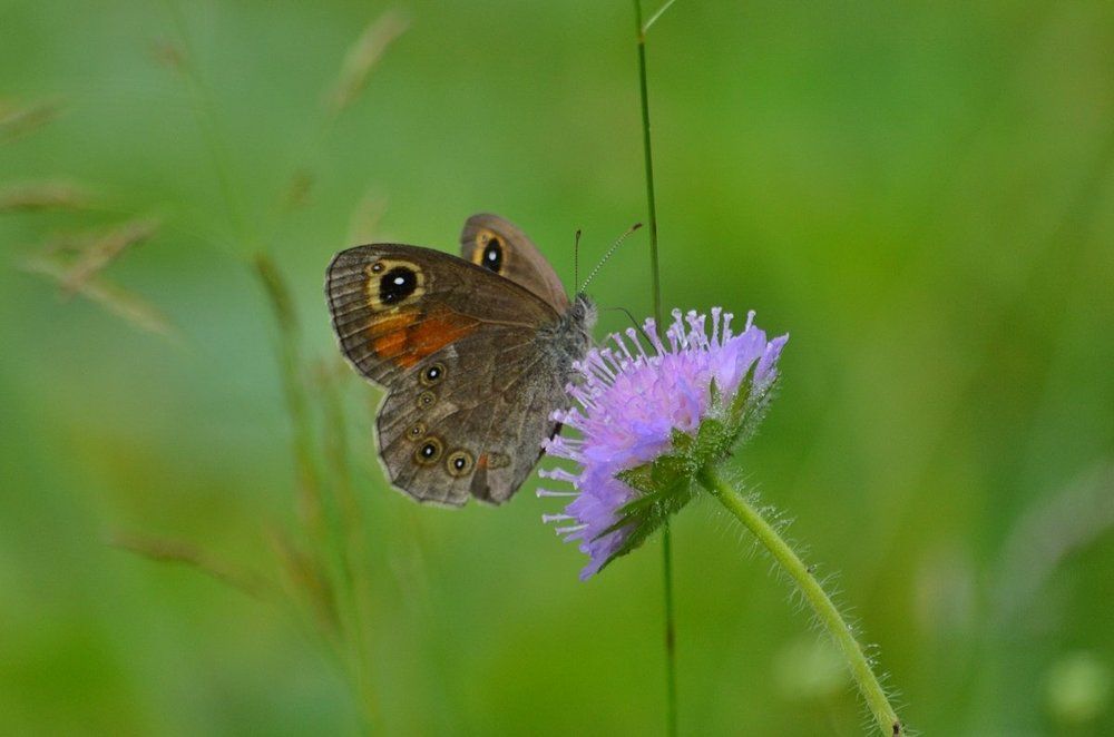 Photograph by Галина Катанова