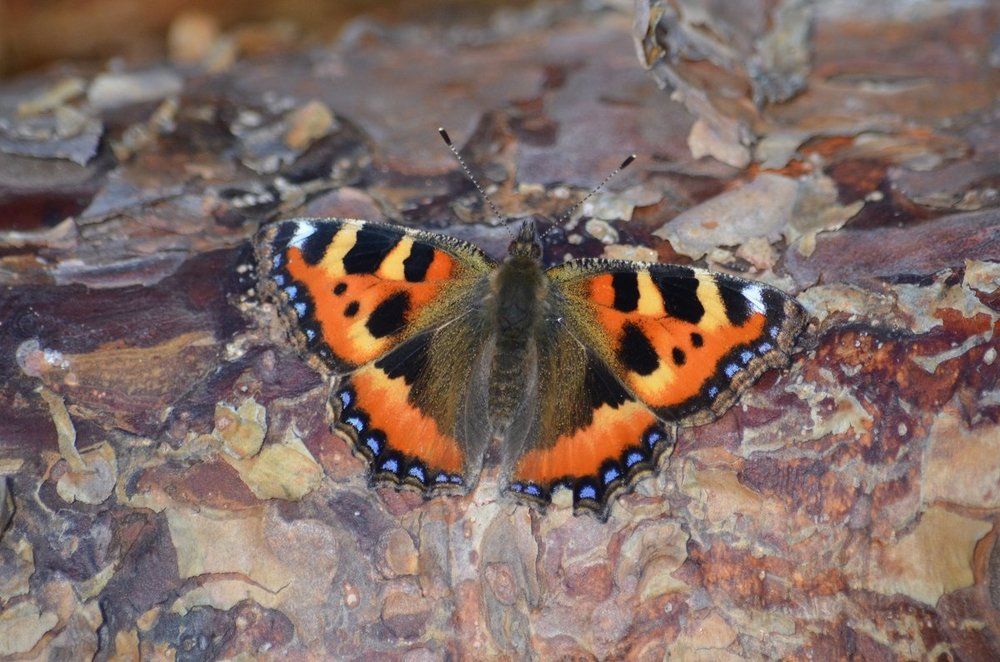 Photograph by Галина Катанова