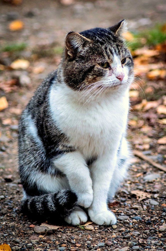 Осенний кот