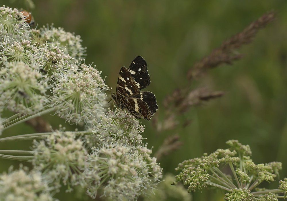 Летние зарисовки.