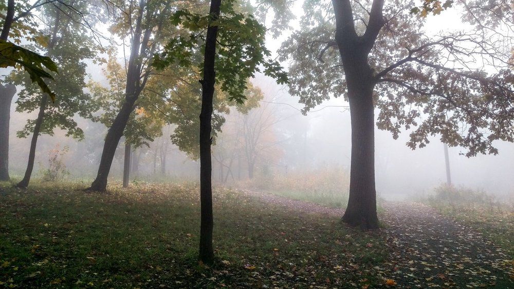 Туман в лесу