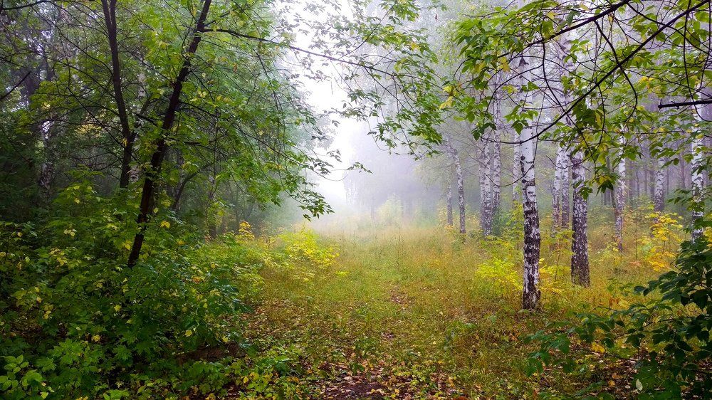 Туман в лесу