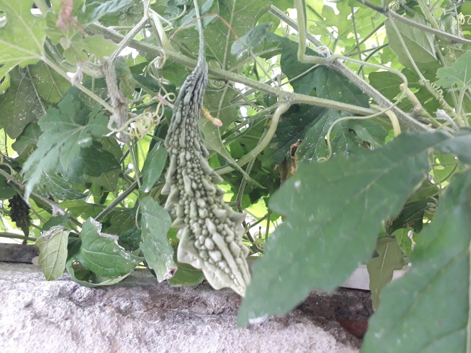 Wall climber bitter gourd