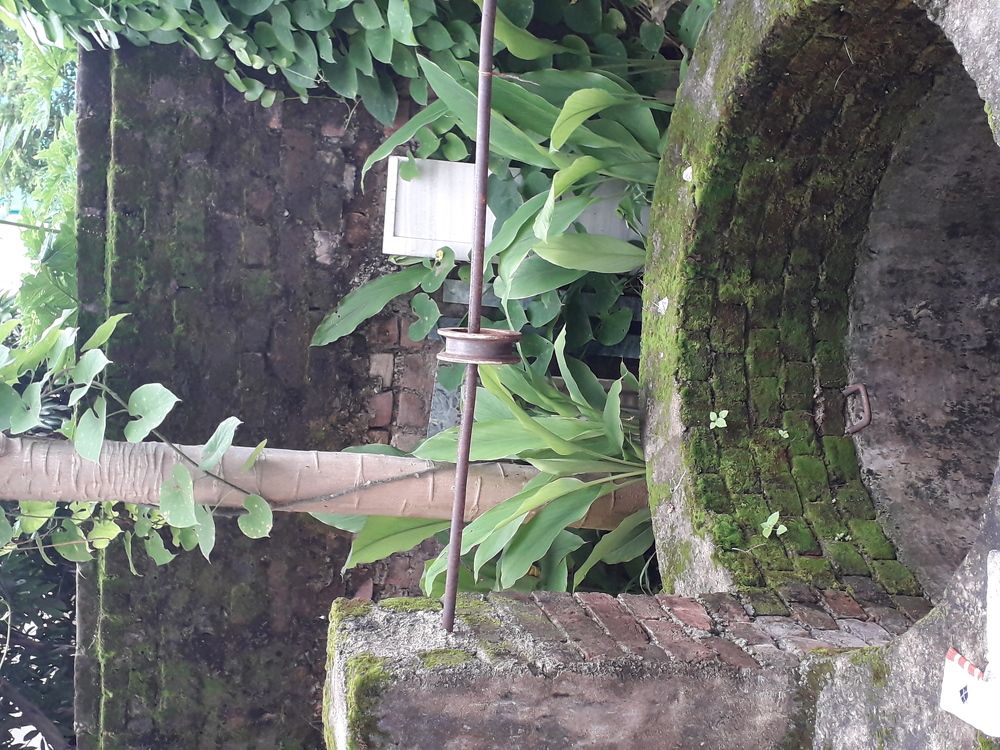 Vegetation surrounding well