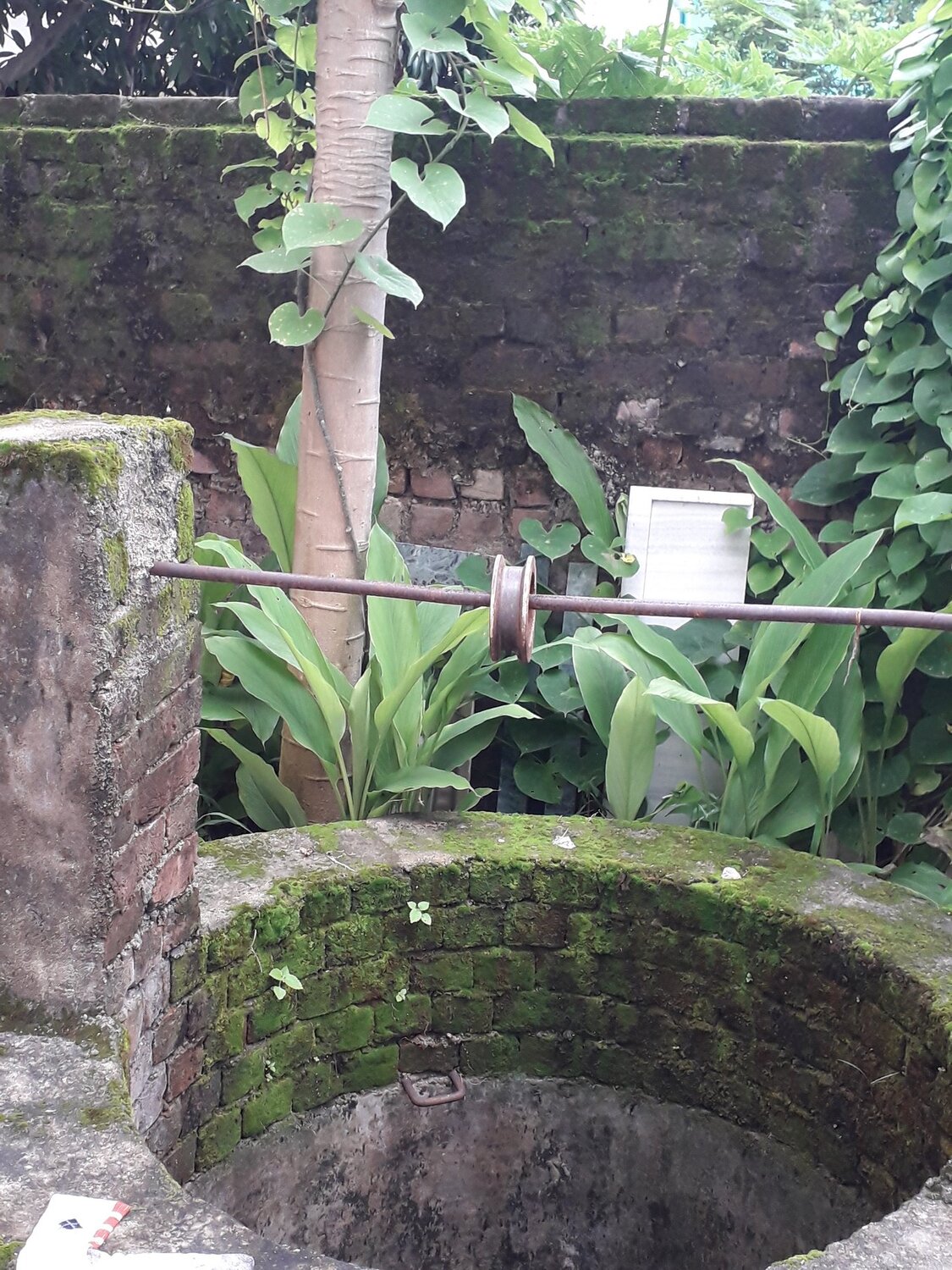 Vegetation surrounding well
