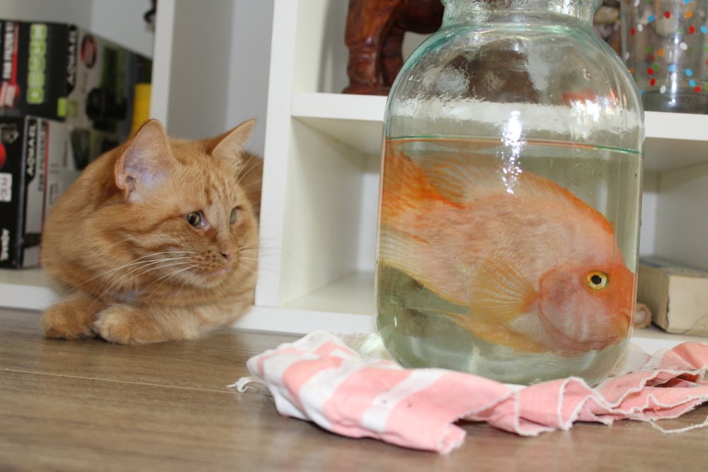 Чучундра и Апельсинчик