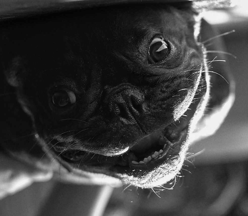 Чеширский пёс