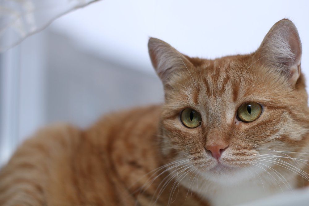 Photograph by Олег Красильников