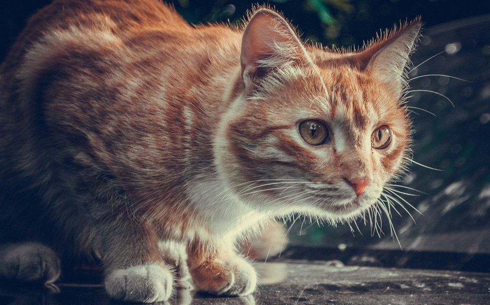 Деревенский котик