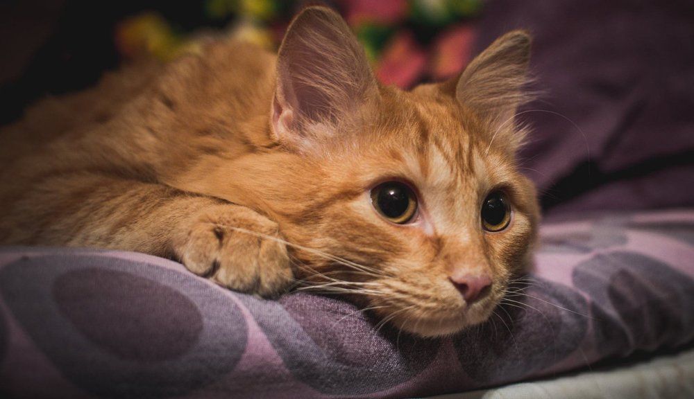 Домашний котик