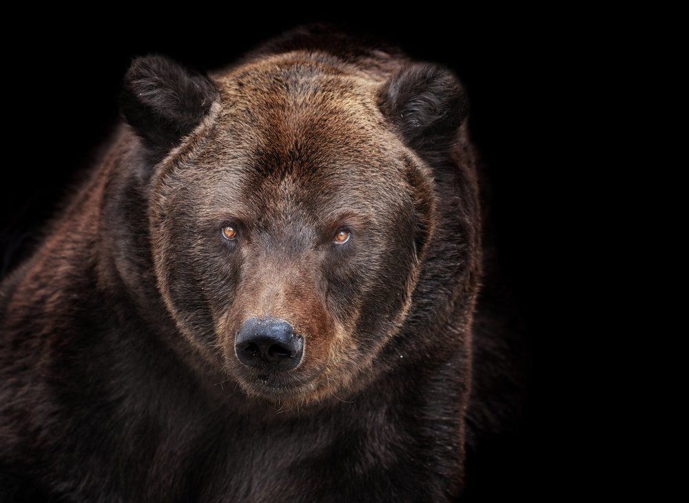 Бурый медведь