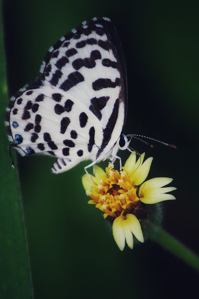 Beauty on the flower.