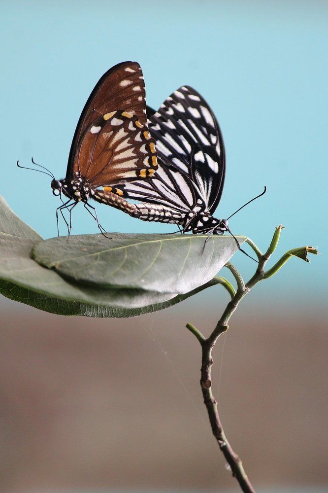 Mating on the leaf.