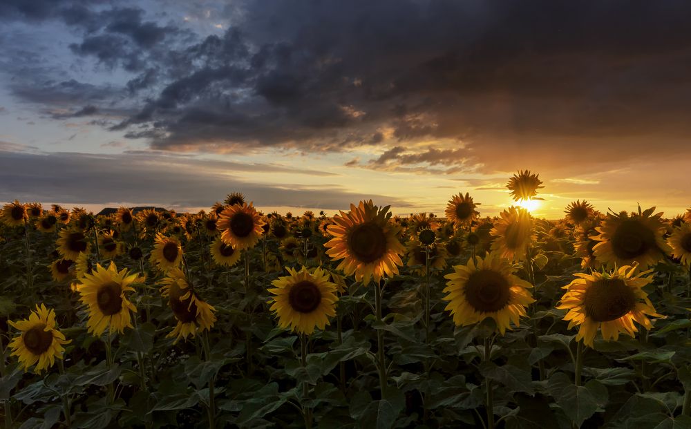 Перед грозой