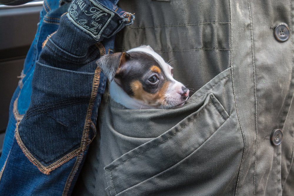 Проделки Клёпы