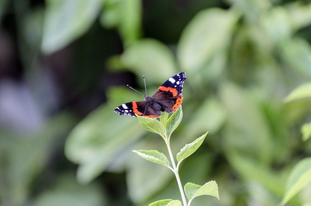 Butterfly on flower