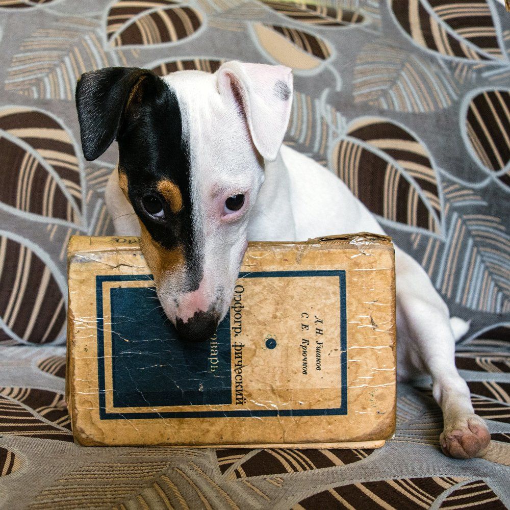 Проделки Клёпы