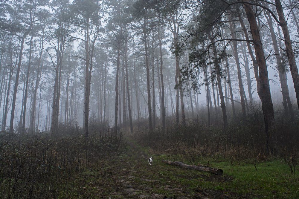 затеряться в тумане