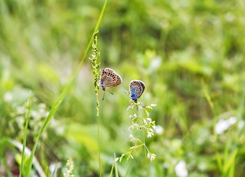 Photograph by Сударыня-МСИ
