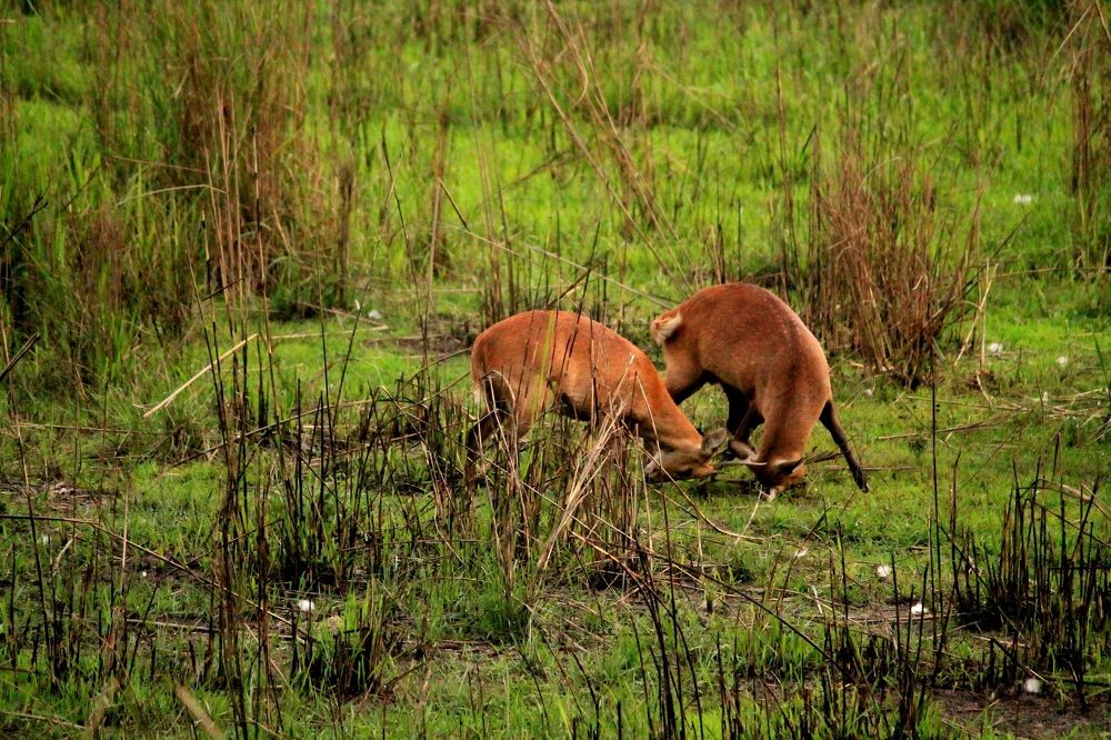 Deer fight